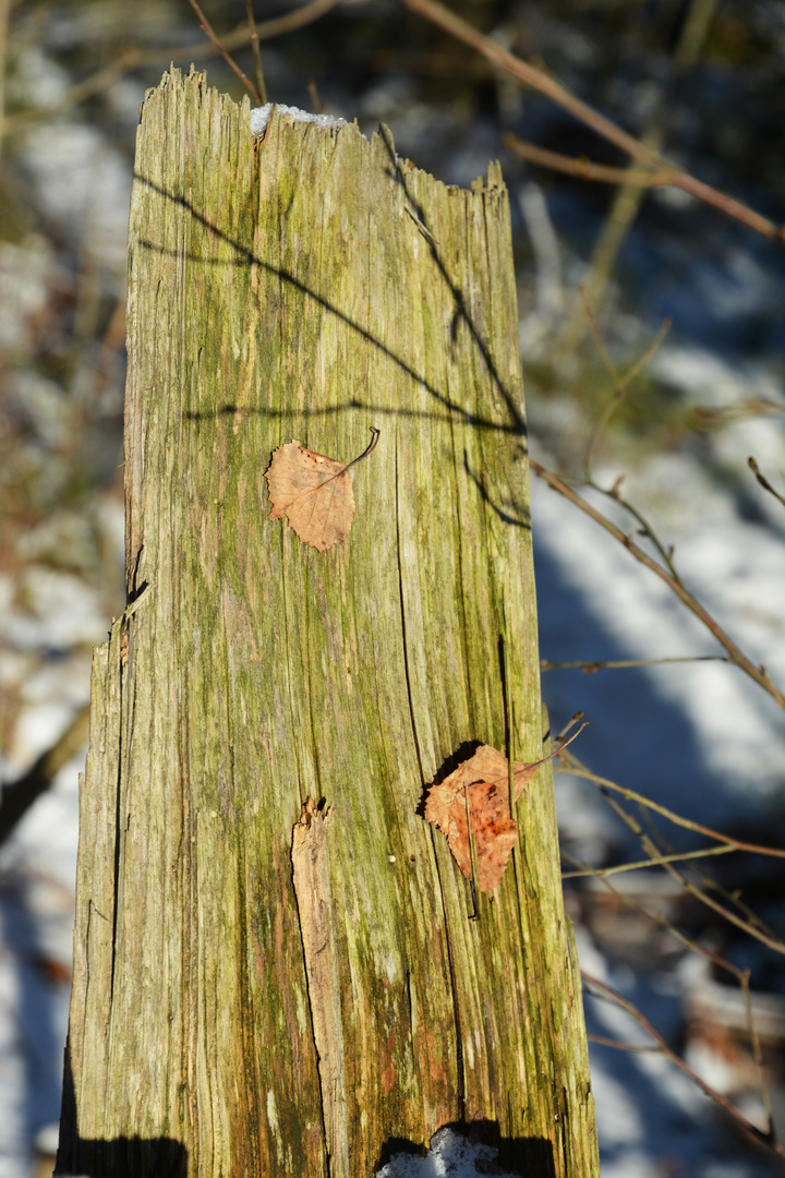 The stump and leaves