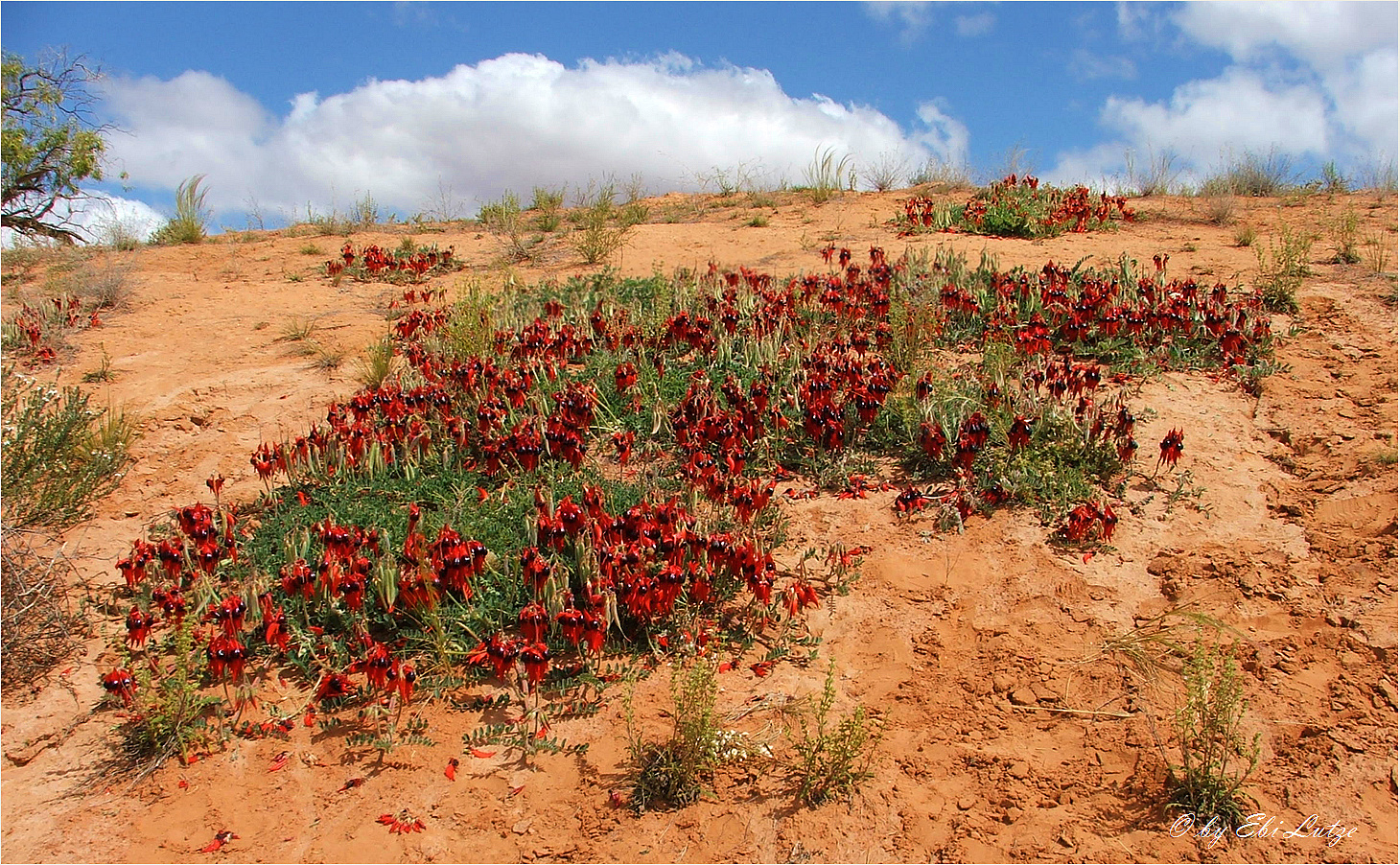 ** The Sturt's Desert Pea / Swainsona Formosa **