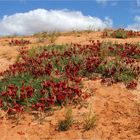 ** The Sturt's Desert Pea / Swainsona Formosa **