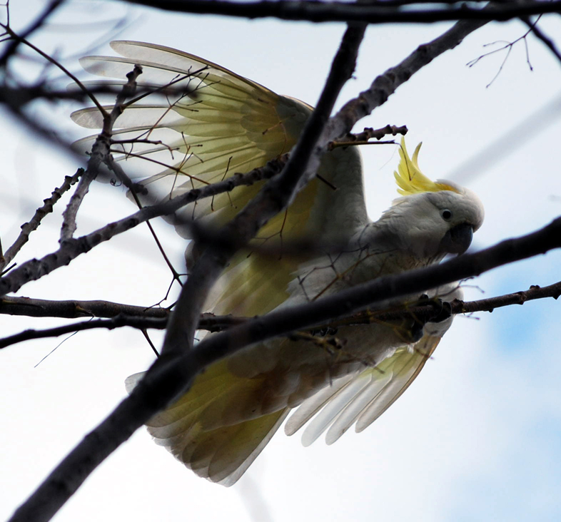 The Sulphur-crested Cockatoo