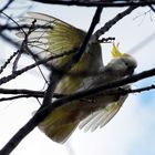 The Sulphur-crested Cockatoo
