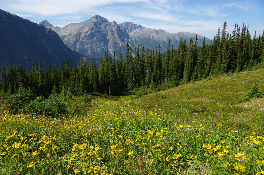 The summer residence of bears and caribous