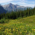 The summer residence of bears and caribous