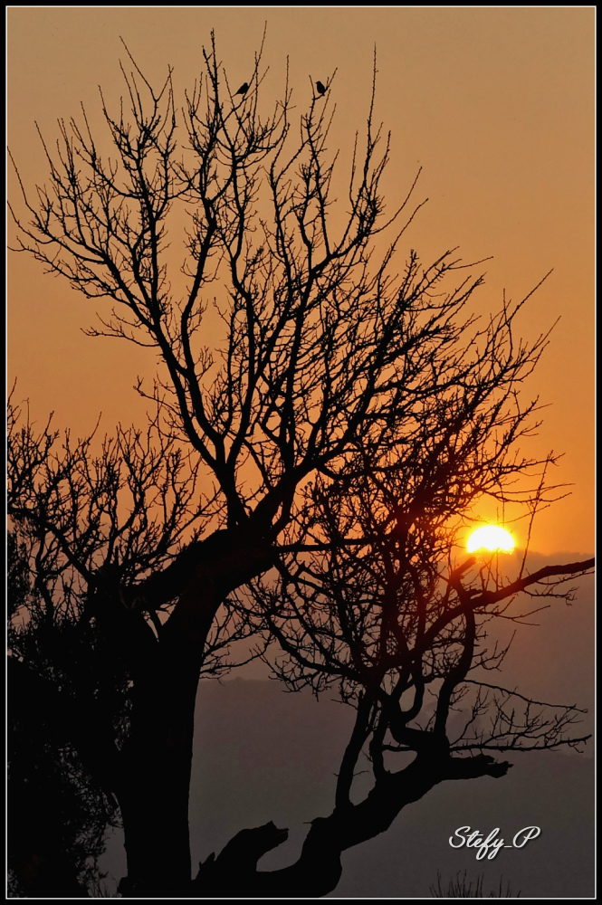 The sun, a tree and two birds