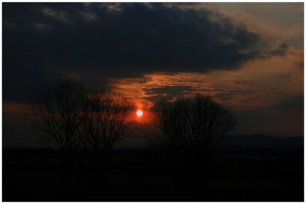 The sun between the trees