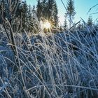 the sun comes out in the frozen grassland