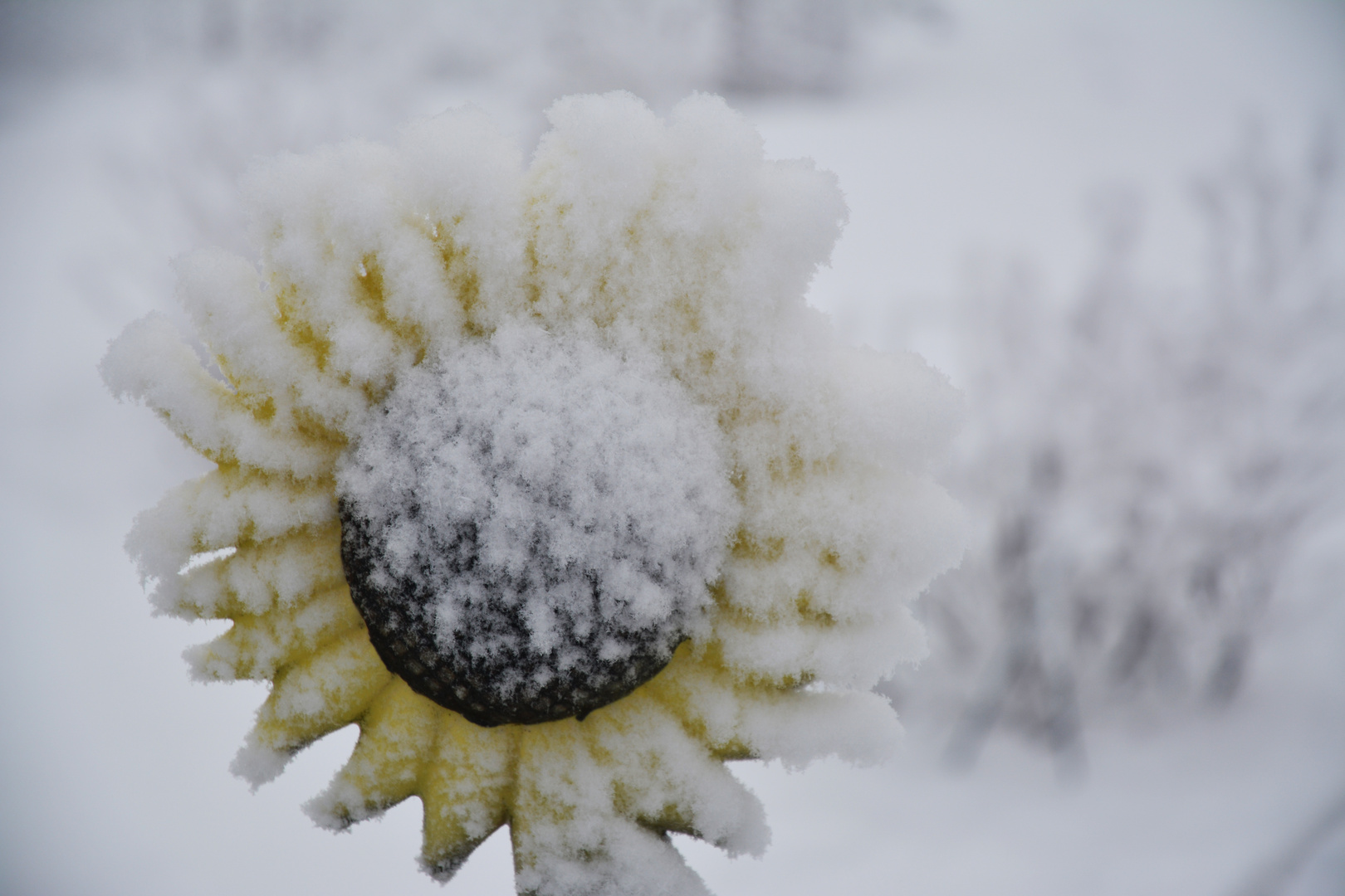 The sun flower reproduction in winter