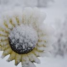 The sun flower reproduction in winter