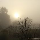 the sun looks through the fog in the morning