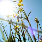 The sun penetrates buttercups