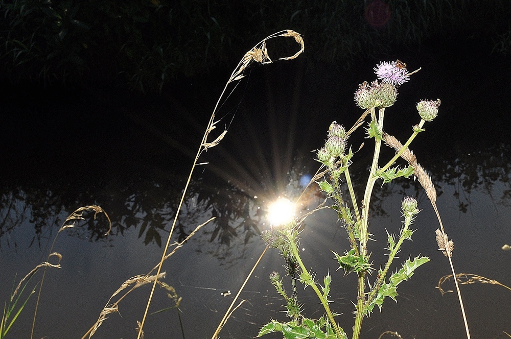 The sun reflecting on the water