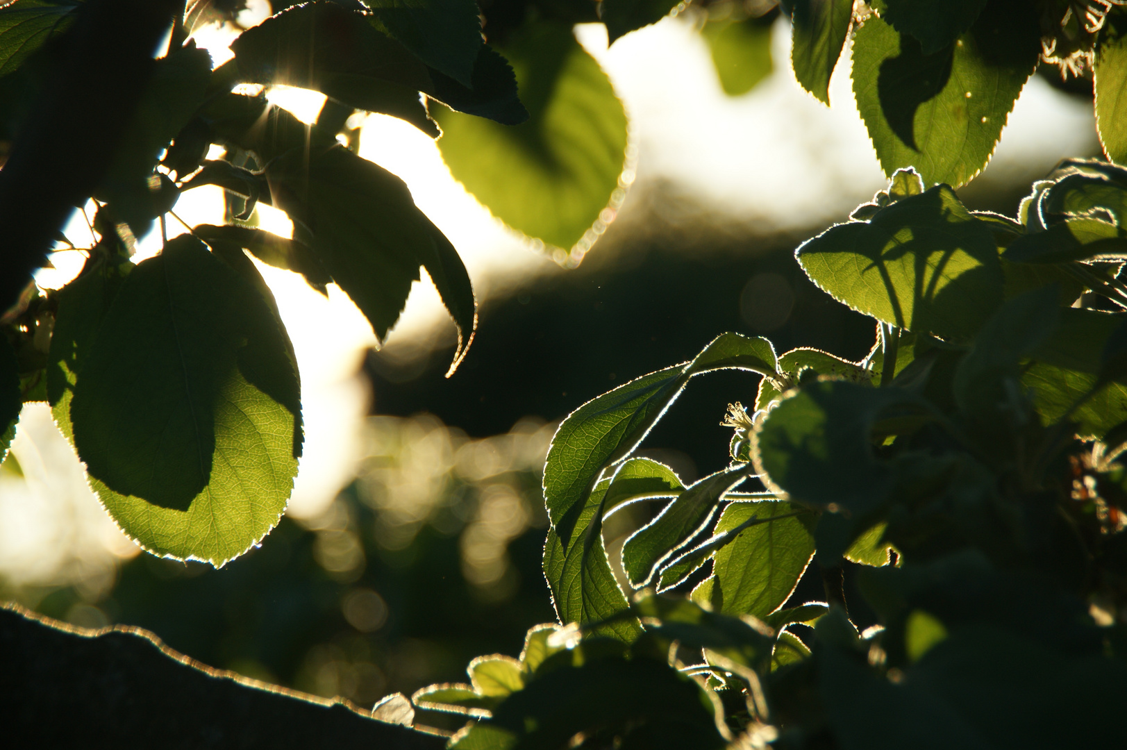 the sun shines on the apple tree