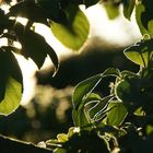 the sun shines on the apple tree