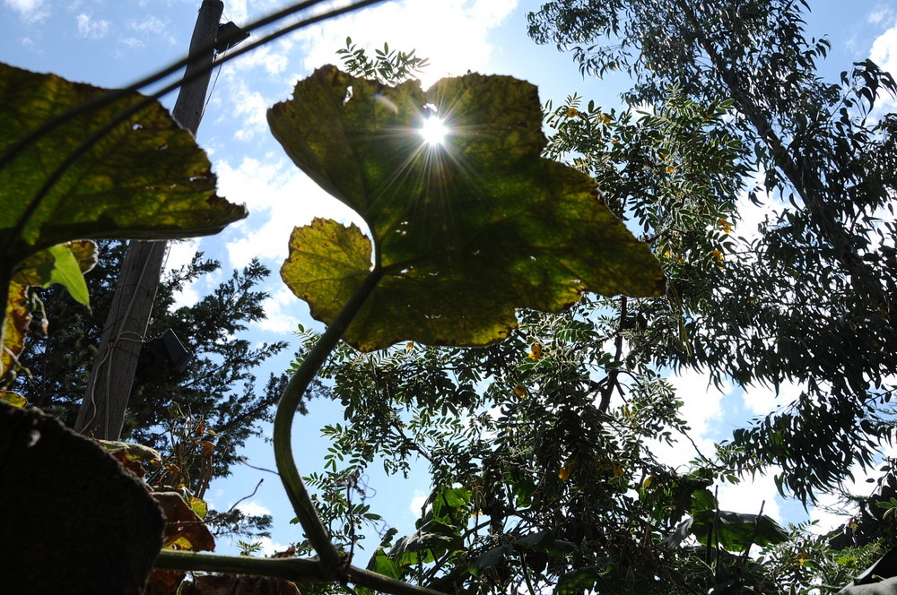 The sun through a pumpkin leaf
