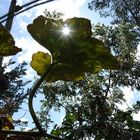 The sun through a pumpkin leaf