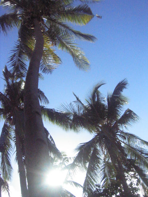 The Sun under the Coconuts