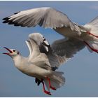 ... the sunday seagulls ... / ... les mouettes du dimanche ...