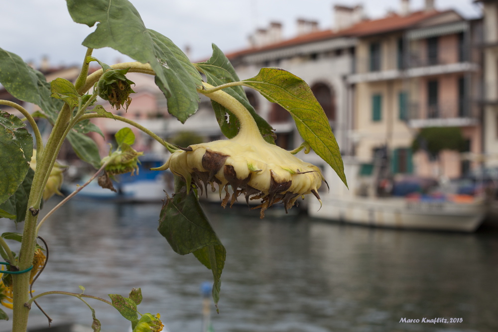 The sunflower and the harbour