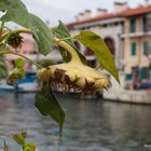 The sunflower and the harbour