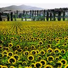 The  sunflowers