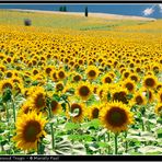 The SunFlowers Army - Ground Troops !