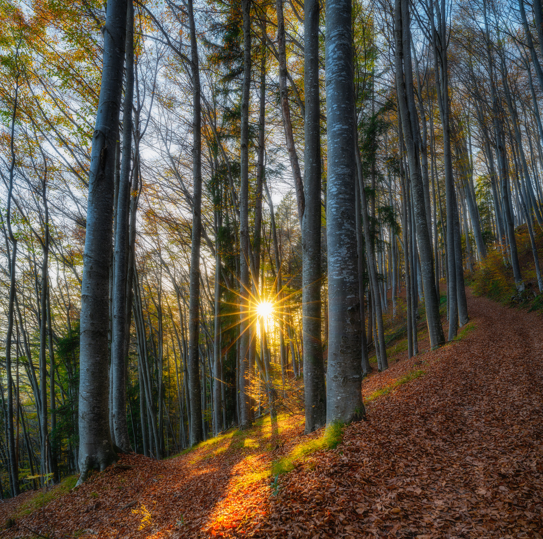 The sunny autumn forest