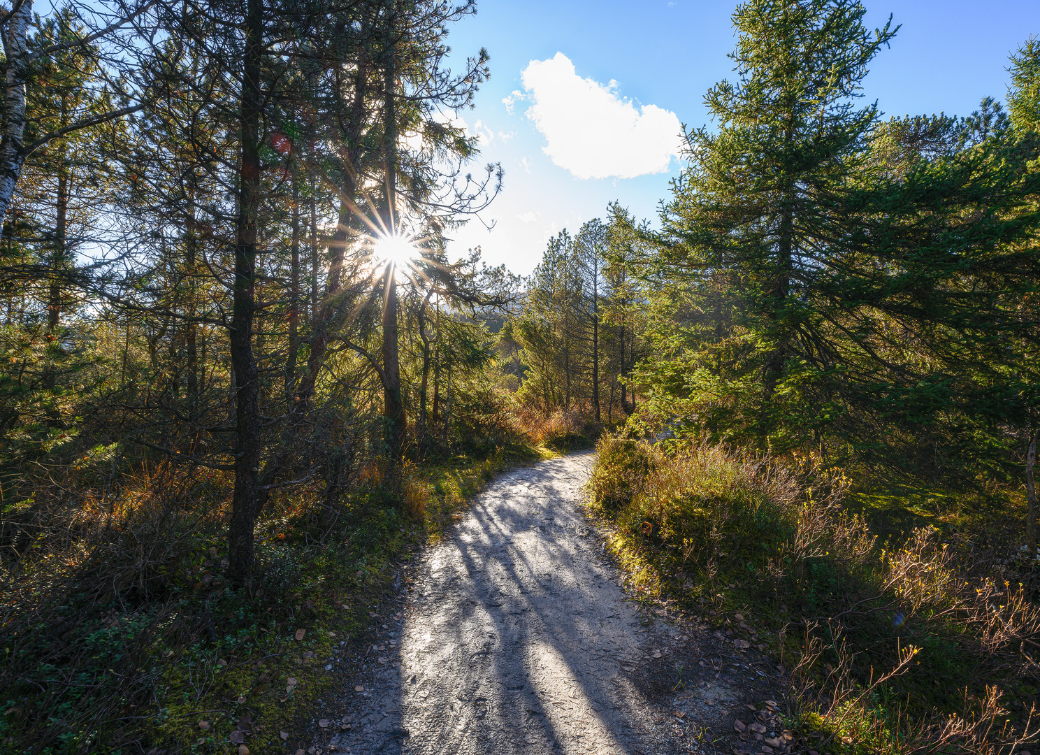 The sunny way to the forest