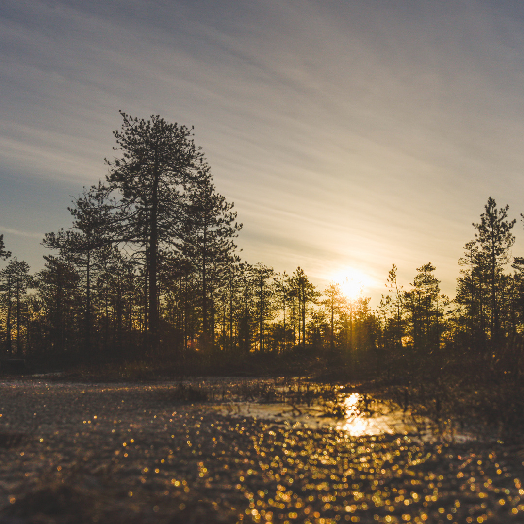 The sunrise in the swamp