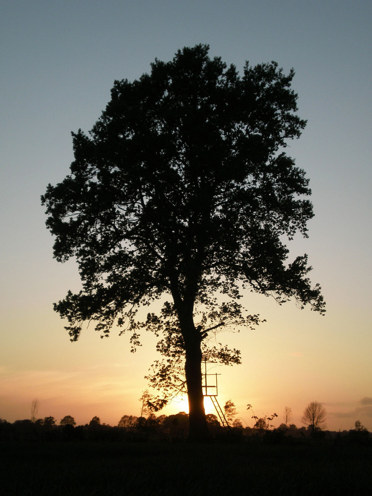 The Sunset Tree