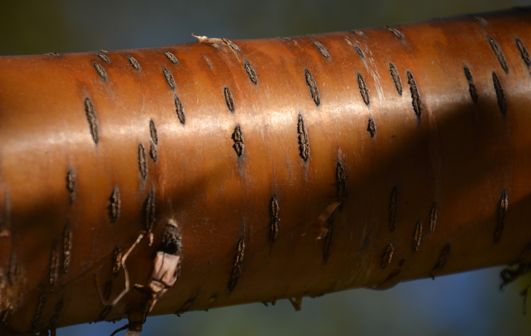 The surfase of Prunus maackii