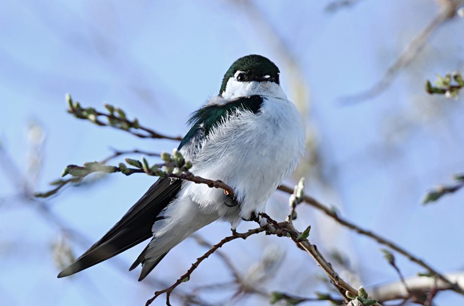 the swallows are back 