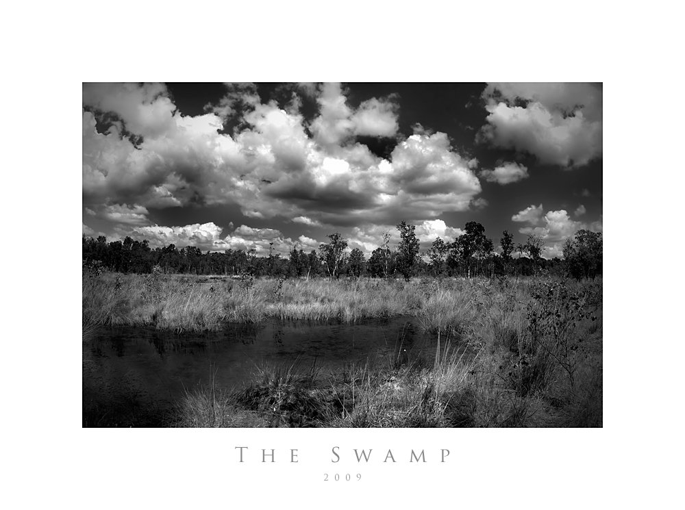 The swamp