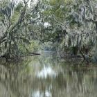 The Swamps, NO, LA, USA