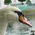 The swan...