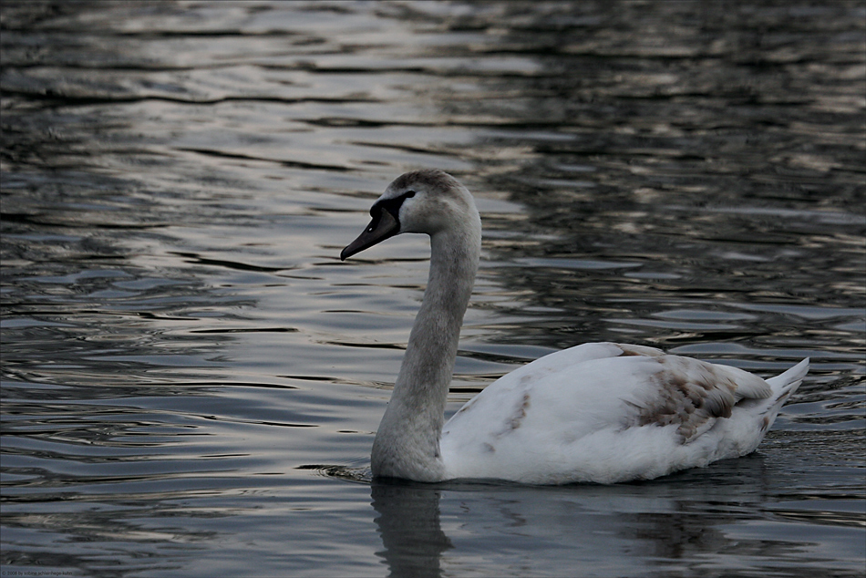 . . . the swan 2 . . .