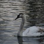 . . . the swan 2 . . .