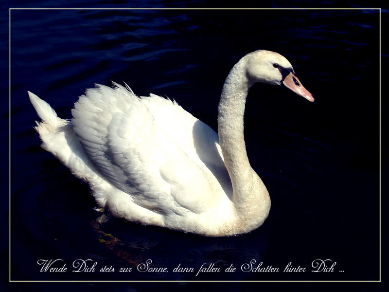 The Swan