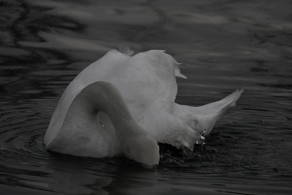 . . . the swan . . .