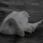 . . . the swan . . .