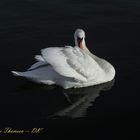 The Swan ...