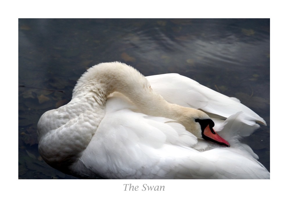 The Swan