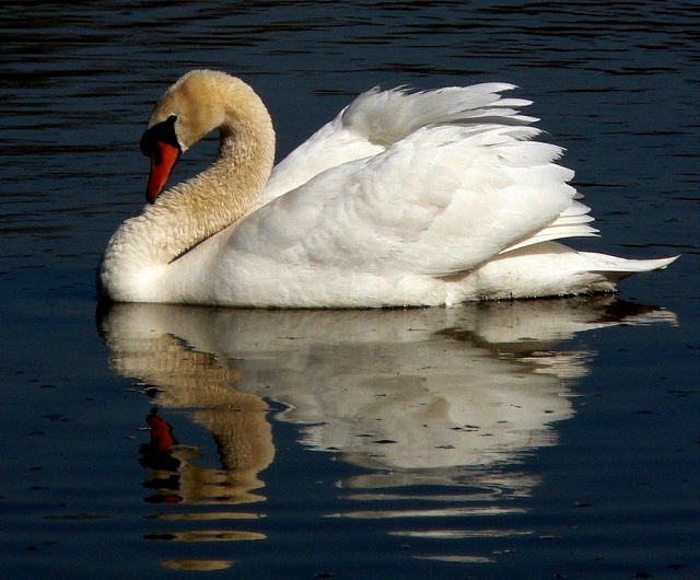 °°°° The Swan °°°°