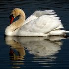 °°°° The Swan °°°°