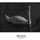 The Swan