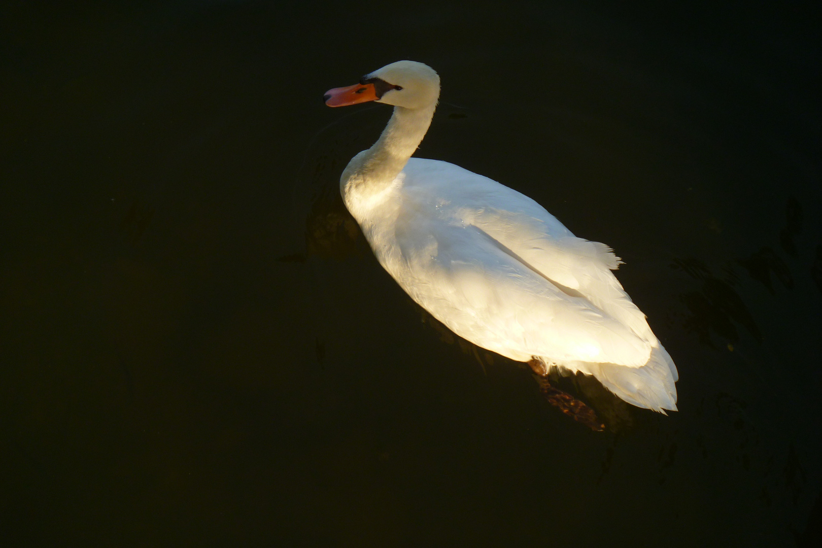 the swan