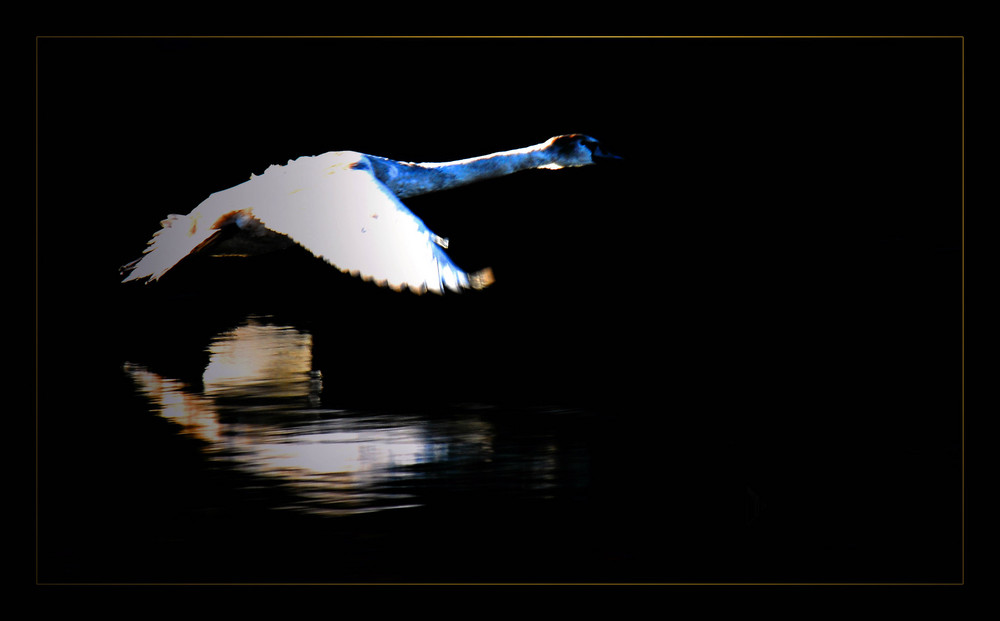 the swan...