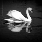 ... The Swan ...
