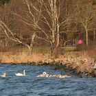 The swan family