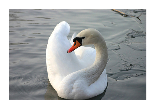 The Swan I