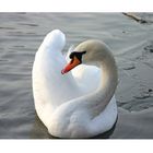 The Swan I